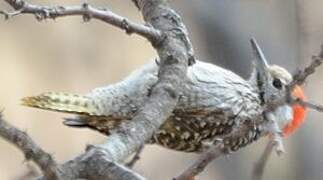 Cardinal Woodpecker