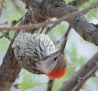 Cardinal Woodpecker