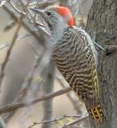 Cardinal Woodpecker