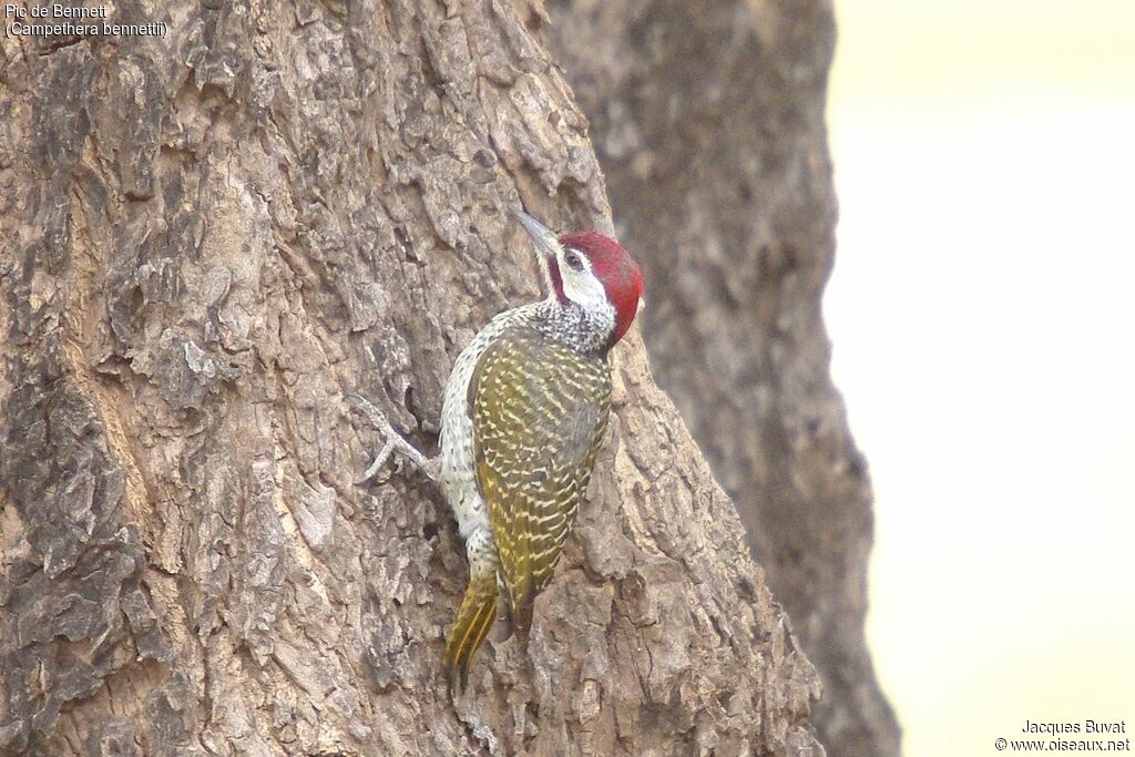 Bennett's Woodpeckeradult