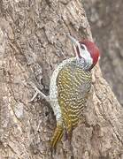 Bennett's Woodpecker