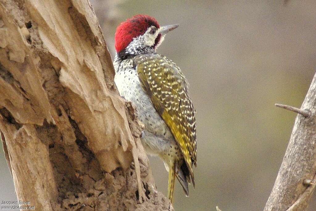 Bennett's Woodpeckeradult, identification