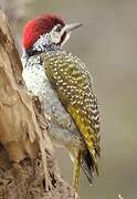 Bennett's Woodpecker