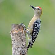 Hoffmann's Woodpecker