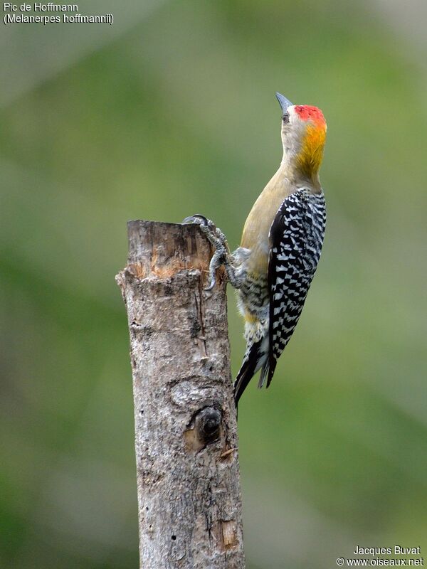 Hoffmann's Woodpecker male adult, identification, pigmentation