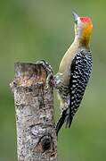 Hoffmann's Woodpecker