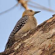 Hoffmann's Woodpecker