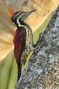 Red-backed Flameback