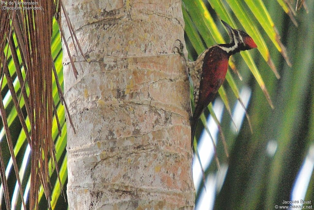 Red-backed Flameback female adult