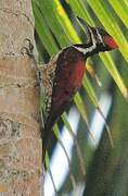 Red-backed Flameback