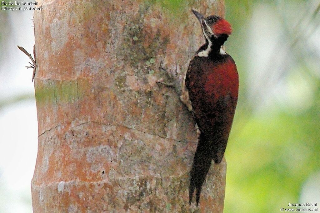 Red-backed Flameback female adult