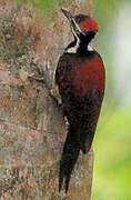 Red-backed Flameback