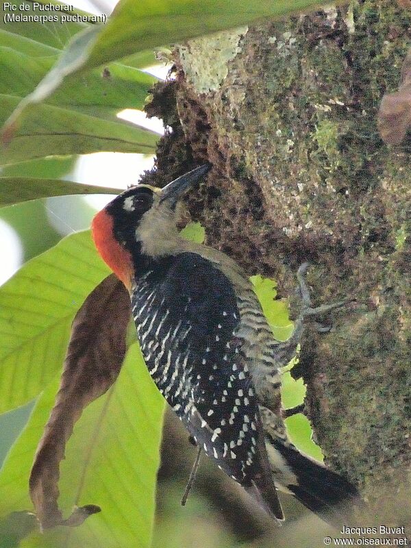 Black-cheeked Woodpecker male adult breeding, identification, aspect, pigmentation