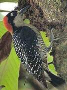 Black-cheeked Woodpecker