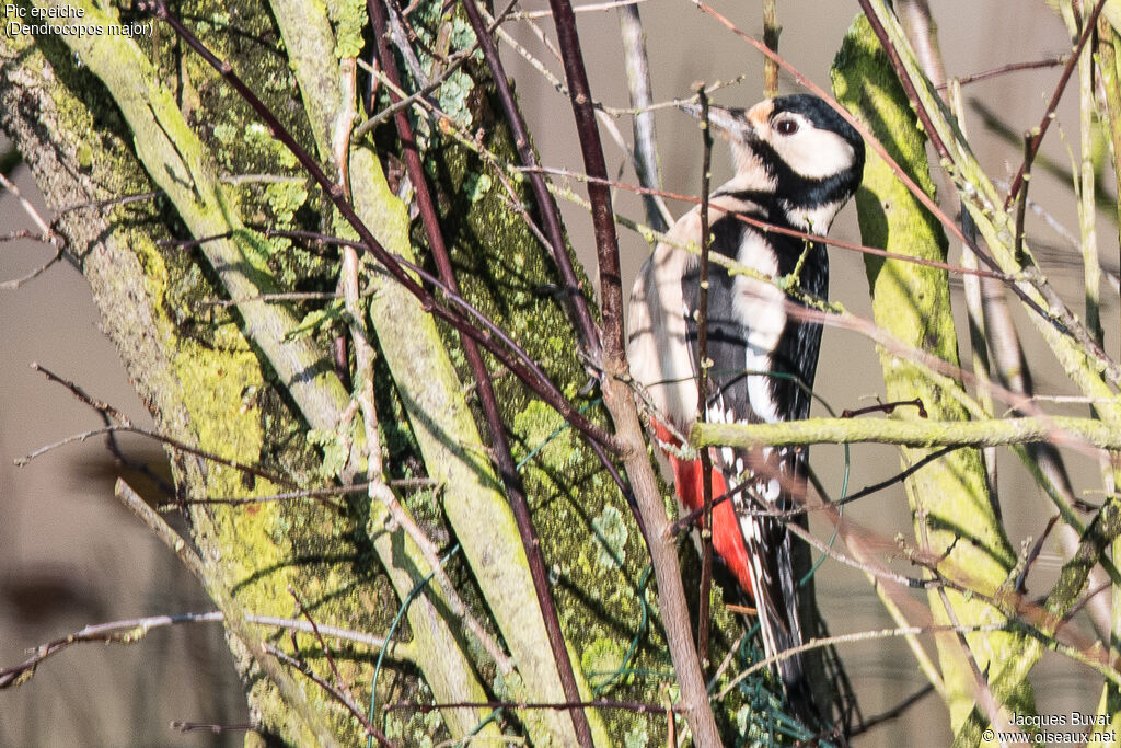 Great Spotted Woodpecker female adult