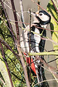 Great Spotted Woodpecker