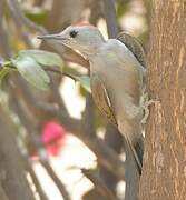 African Grey Woodpecker