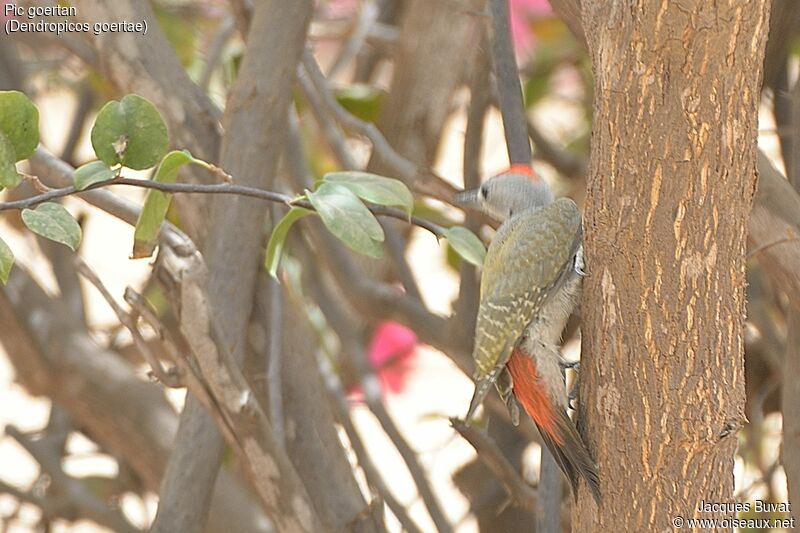 African Grey Woodpecker male adult, identification, close-up portrait, habitat, aspect, pigmentation
