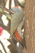 African Grey Woodpecker