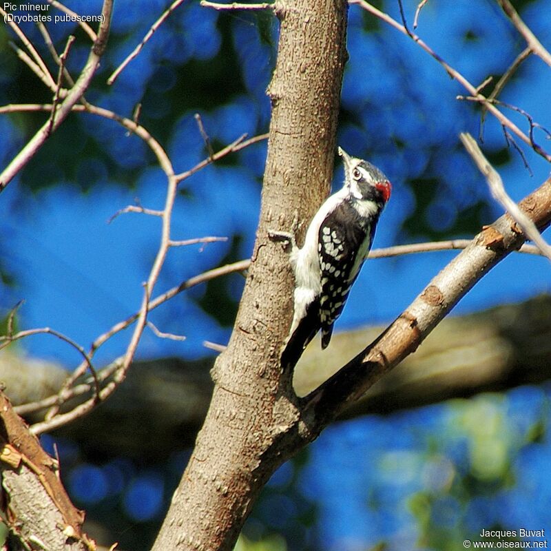 Downy Woodpecker male adult breeding, habitat, aspect, pigmentation, eats