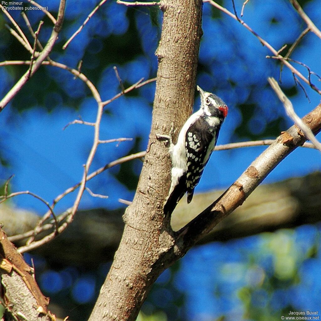 Downy Woodpecker male adult breeding, habitat, aspect, pigmentation, eats