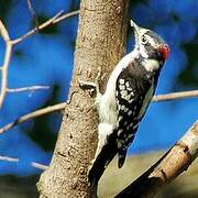 Downy Woodpecker