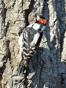 Downy Woodpecker