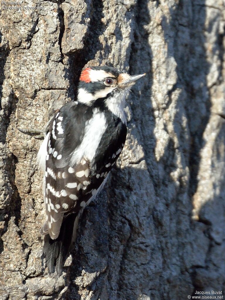 Downy Woodpecker