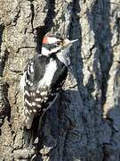 Downy Woodpecker