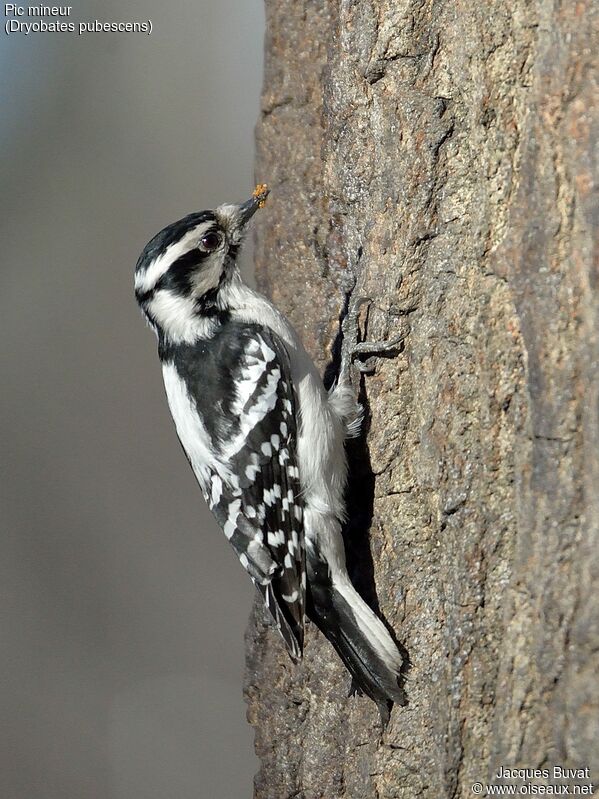 Downy Woodpecker female adult, habitat, aspect, pigmentation, eats
