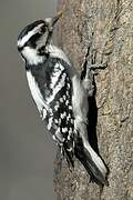 Downy Woodpecker