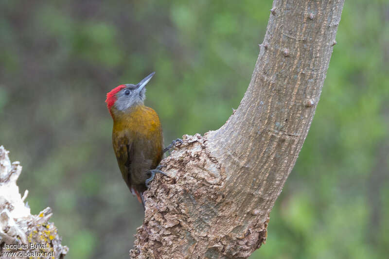 Olive Woodpecker male adult, identification
