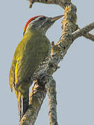 Streak-throated Woodpecker