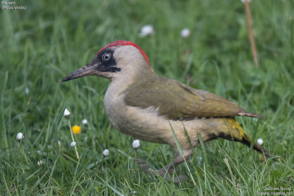 European Green Woodpecker female adult breeding