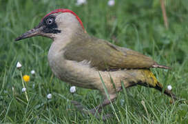 European Green Woodpecker