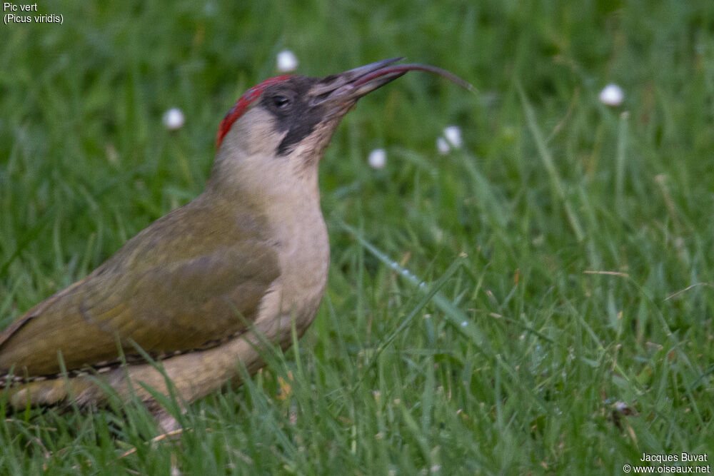 Pic vert femelle adulte nuptial, pêche/chasse, Comportement