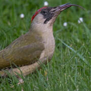 European Green Woodpecker