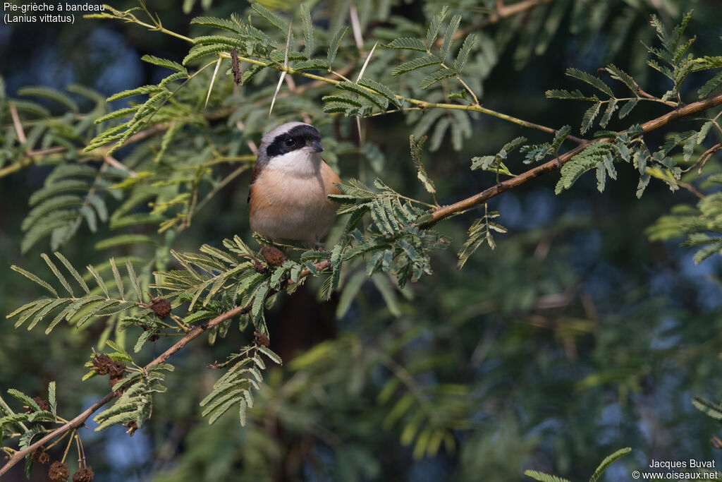 Bay-backed Shrikeadult, close-up portrait, aspect, pigmentation