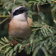 Bay-backed Shrike