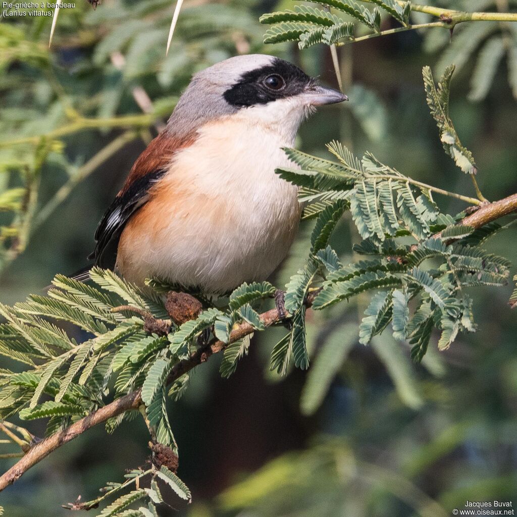 Bay-backed Shrikeadult, close-up portrait, aspect, pigmentation