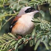 Bay-backed Shrike