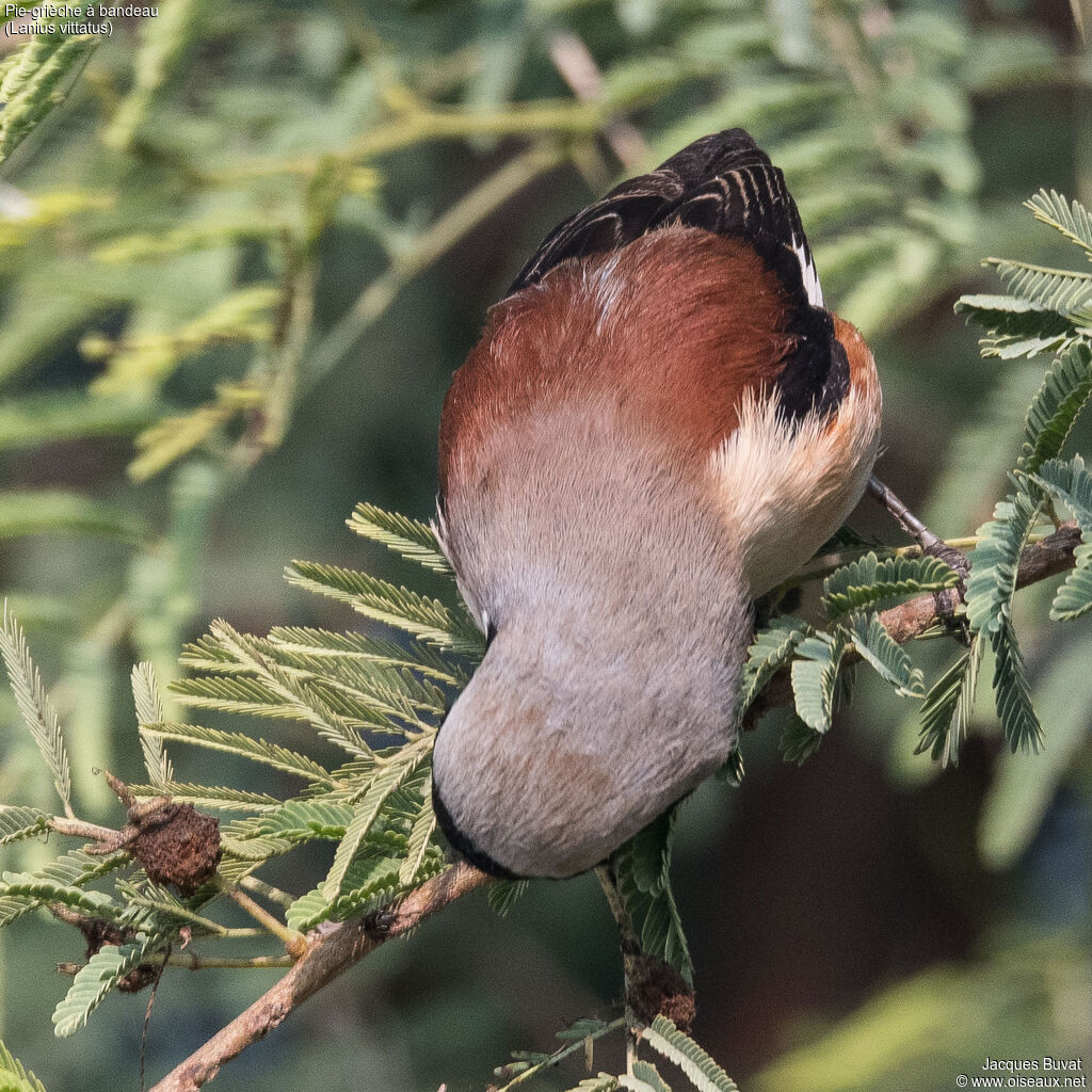 Pie-grièche à bandeauadulte, habitat, composition, pigmentation, mange