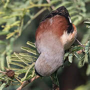 Bay-backed Shrike