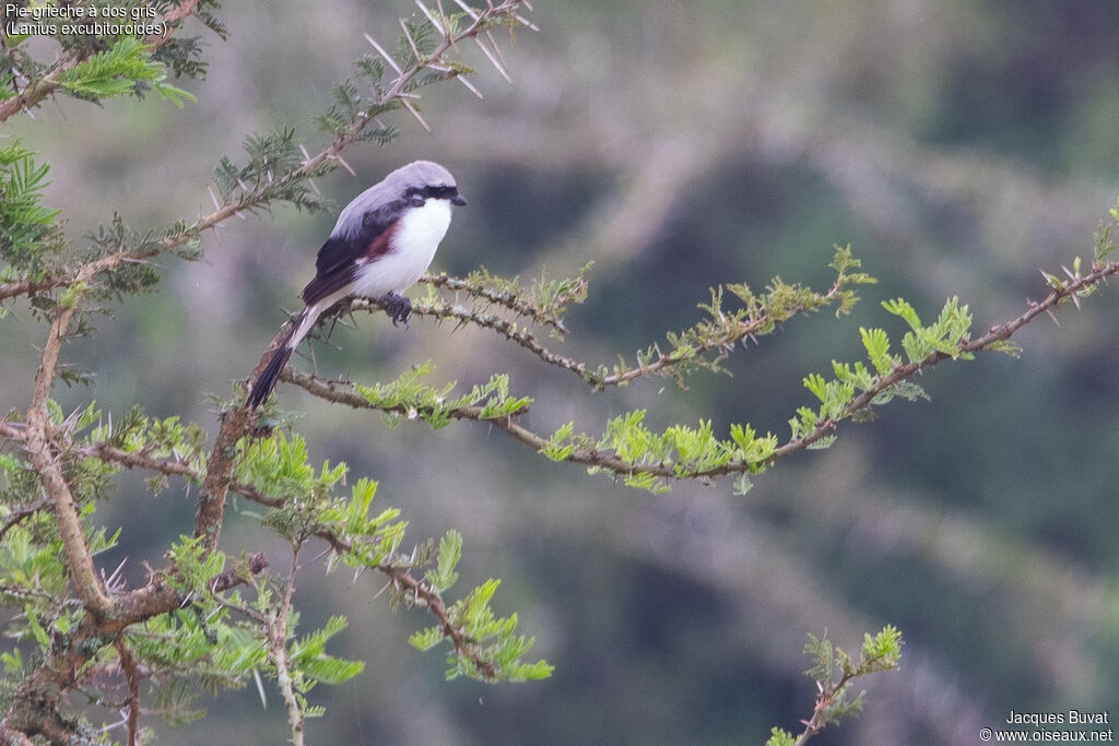 Grey-backed Fiscal female adult