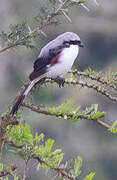 Grey-backed Fiscal