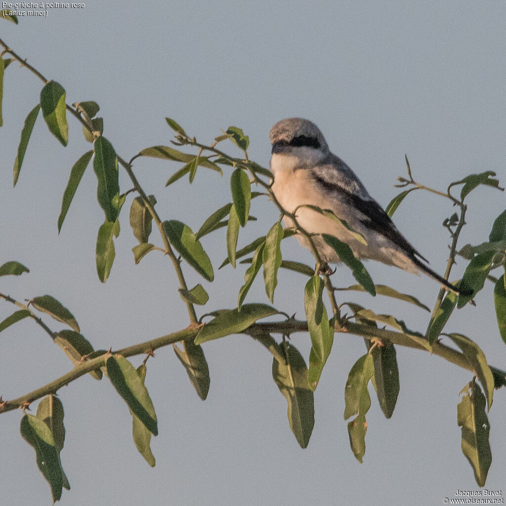 Lesser Grey Shrike