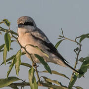 Lesser Grey Shrike