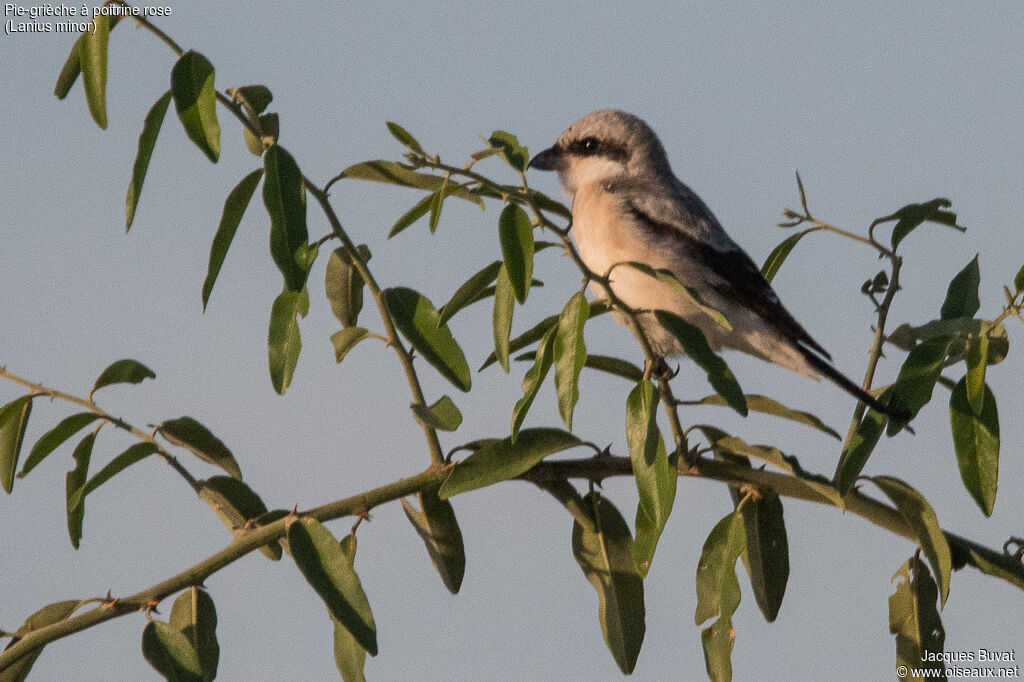 Lesser Grey Shrikeimmature, identification, aspect, pigmentation