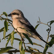 Lesser Grey Shrike