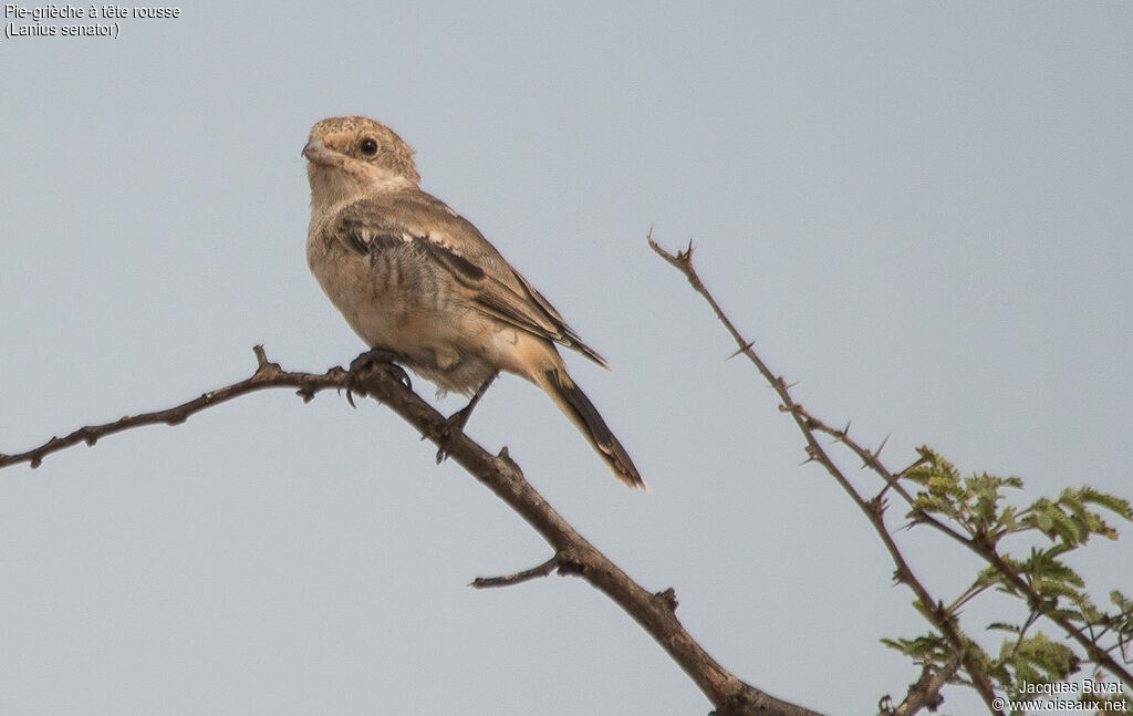 Woodchat ShrikeFirst year